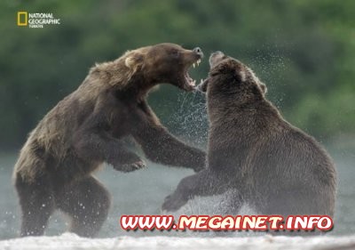 Обои для рабочего стола от National Geographic Обои для рабочего стола от National Geographic