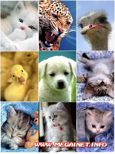 Картинки животных на телефон ( 240x320 )