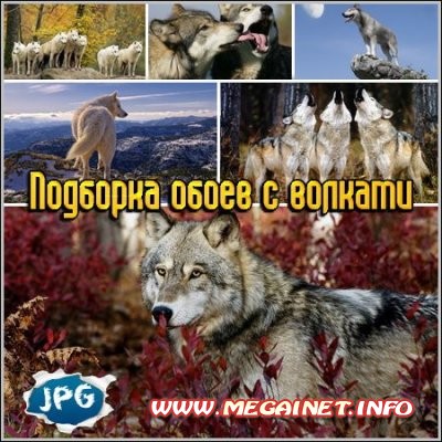 Подборка обоев с волками Подборка обоев с волками