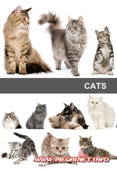 Картинки кошек. Картинки котят Картинки кошек. Картинки котят