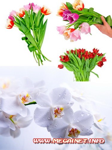 Фотоклипарт - Цветы на белом фоне